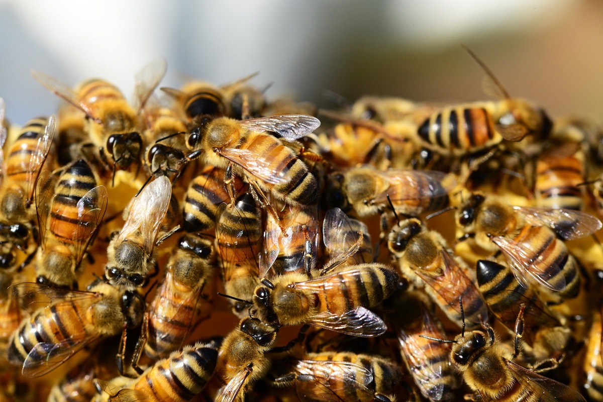 Le api possono creare elettricità: scoperto un superpotere inatteso