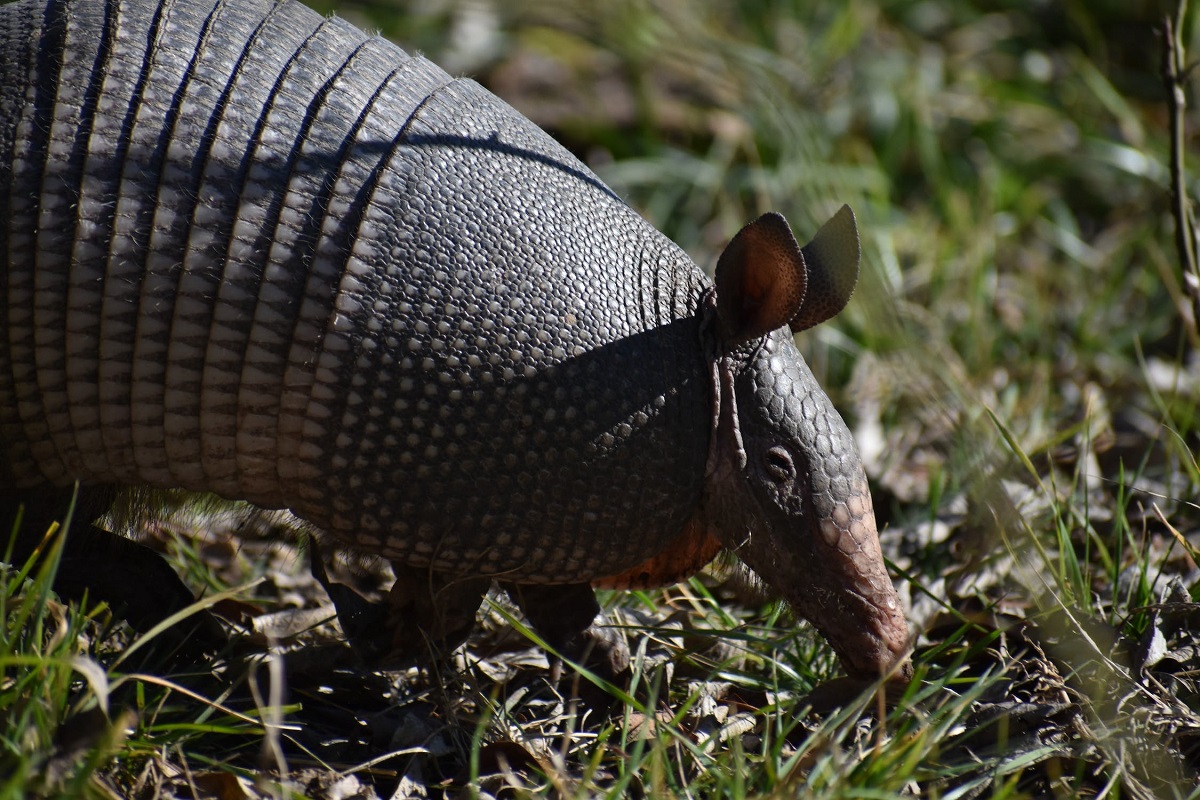 armadillo-1.jpg