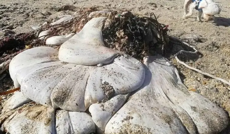 Un grande ‘blob’ bianco appare sulla spiaggia della Cornovaglia. È mistero
