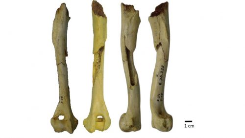 I resti di uno dei cani domestici più antichi d’Europa scoperti in Spagna