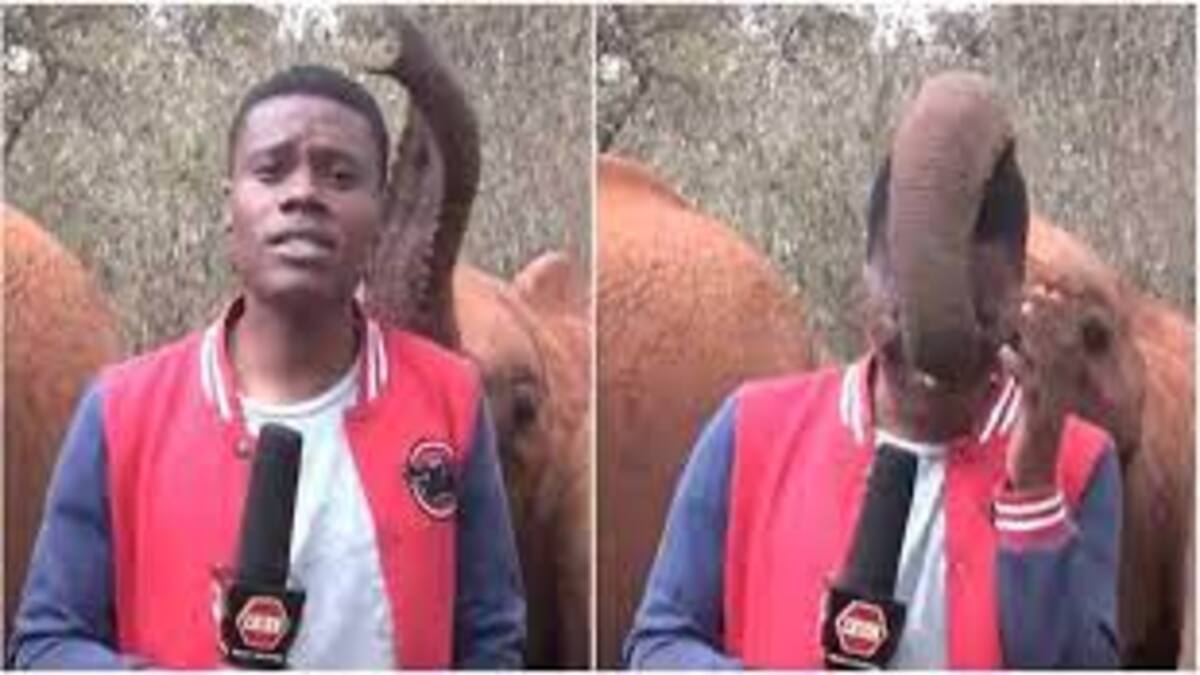 Elefante giocherellone interrompe un giornalista. Il tenerissimo video