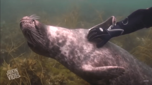 Una foca si avvicina ad subacqueo per farsi grattare la pancia. Il video