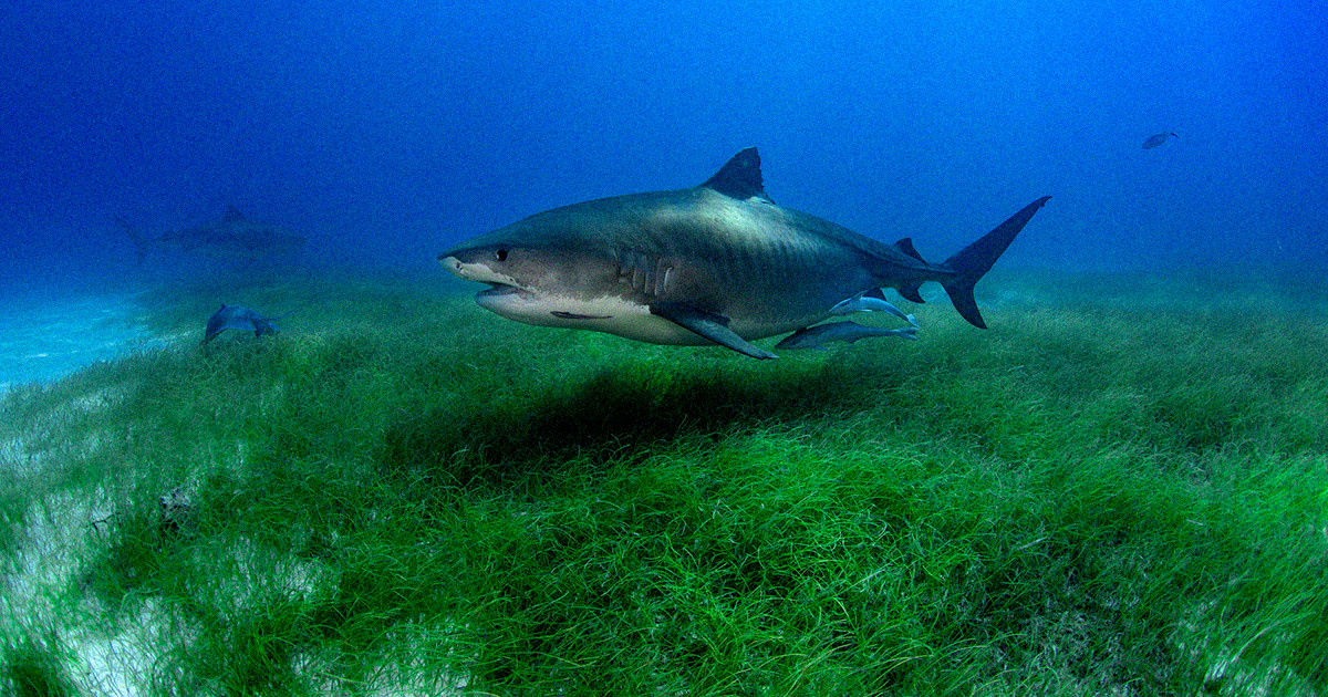 Fissano telecamere a degli squali e scoprono la più grande foresta di fanerogame
