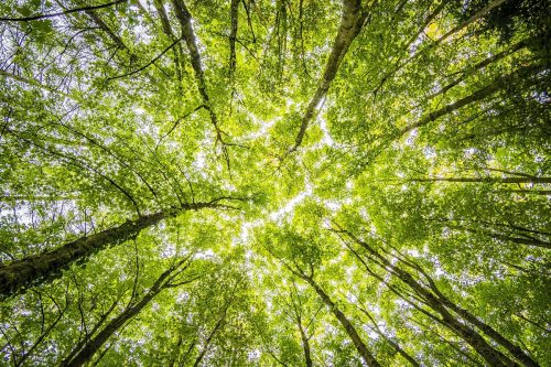 Cambiamento climatico: le foreste possono essere un’arma preziosa, lo affermano due studi