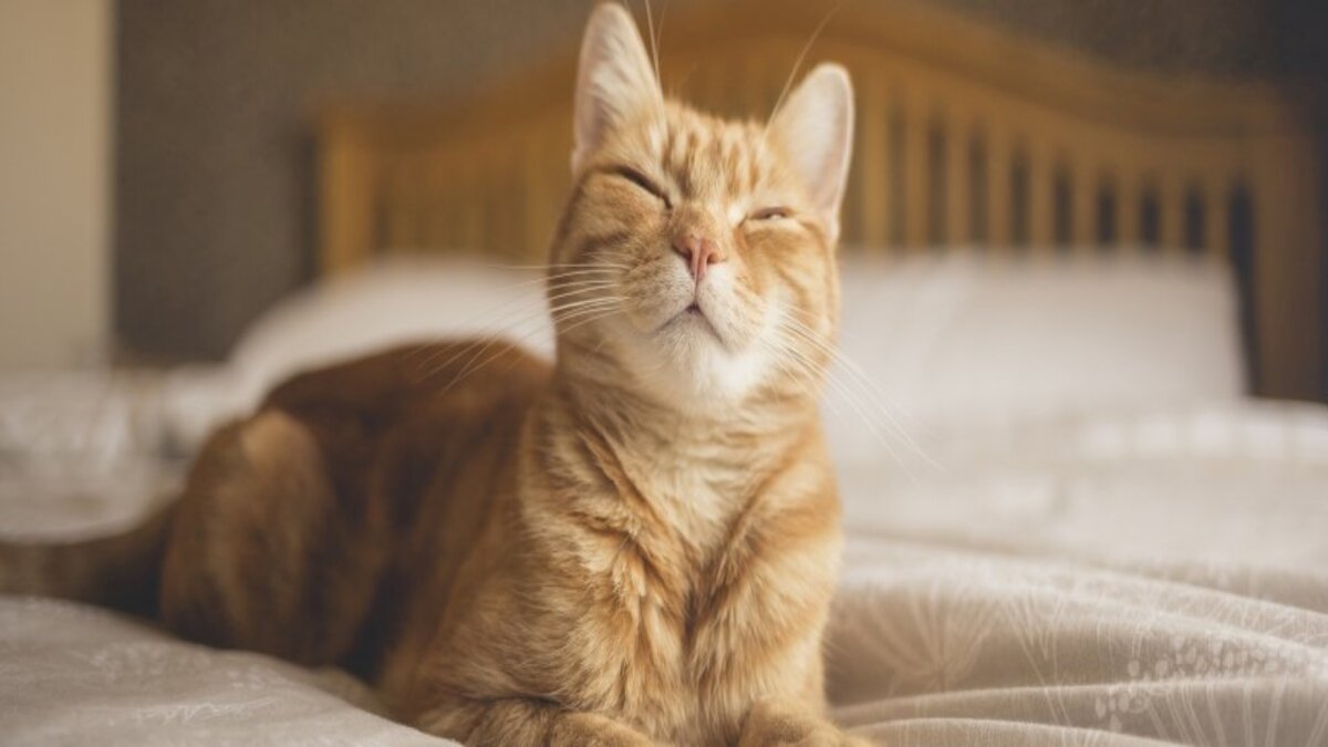 Uno studio dimostra che puoi comunicare con il tuo gatto socchiudendo lentamente le palpebre