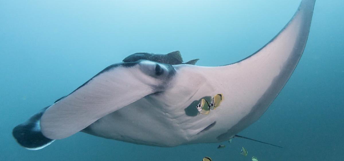 mante-gigante-1.jpg