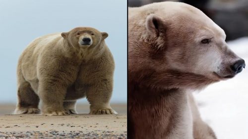 Gli orsi “grolari” ibridi si stanno diffondendo sempre di più a causa dei cambiamenti climatici