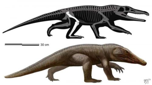 Brasile: scoperti i resti di una nuova specie di rettile del Triassico