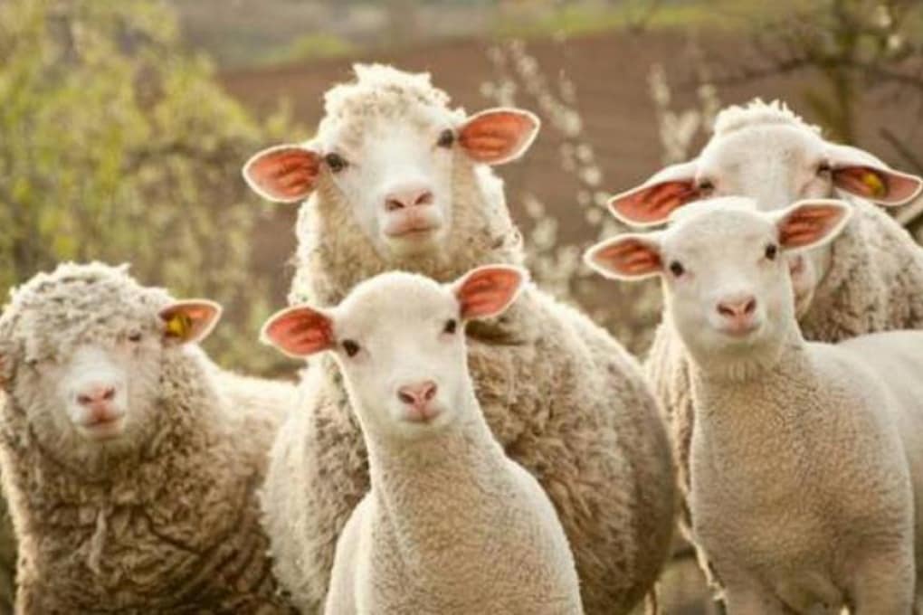Le pecore sono animali ‘democratici’: cambiamo periodicamente il loro capo