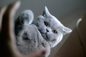 pelo gatto