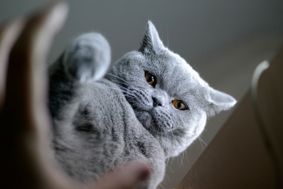 pelo gatto