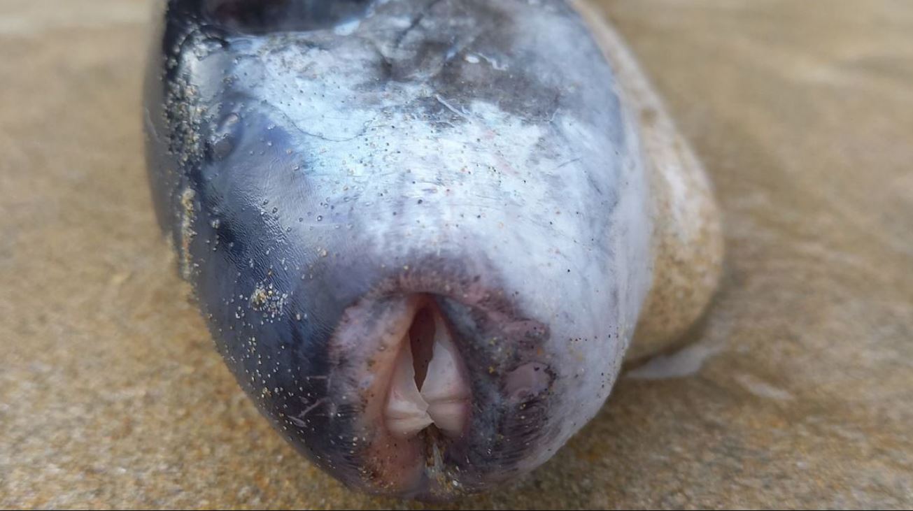 Scoperto il pesce più velenoso al mondo fuori dal suo habitat: “Mai visto qui, ecco quante persone può uccidere”