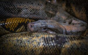 pitone-donna scomparsa