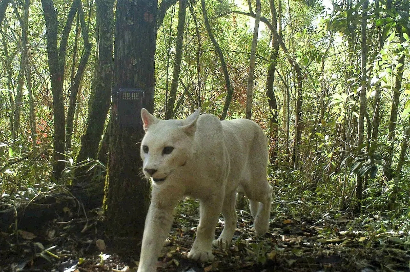 Puma bianco: incredibile avvistamento in Brasile