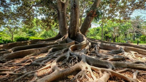 Le radici degli alberi hanno causato estinzioni di massa nel Devoniano