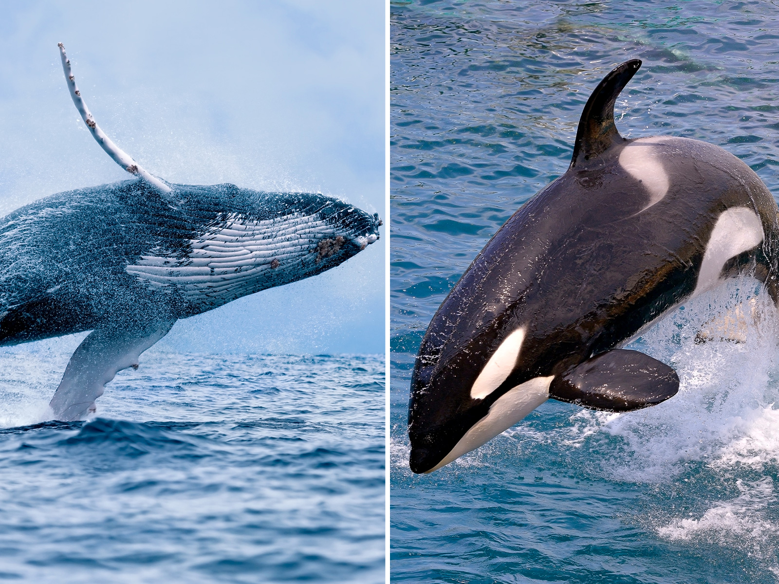Filmato uno scontro tra orche contro megattere. Gli esperti: ‘Mai visto nulla del genere’