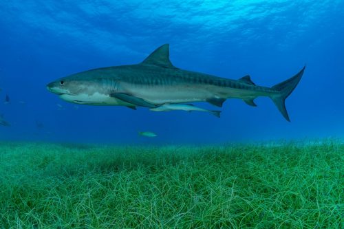 squali tigre-foresta sottomarina