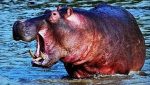 Perché il sudore degli ippopotami è rosso come il sangue?
