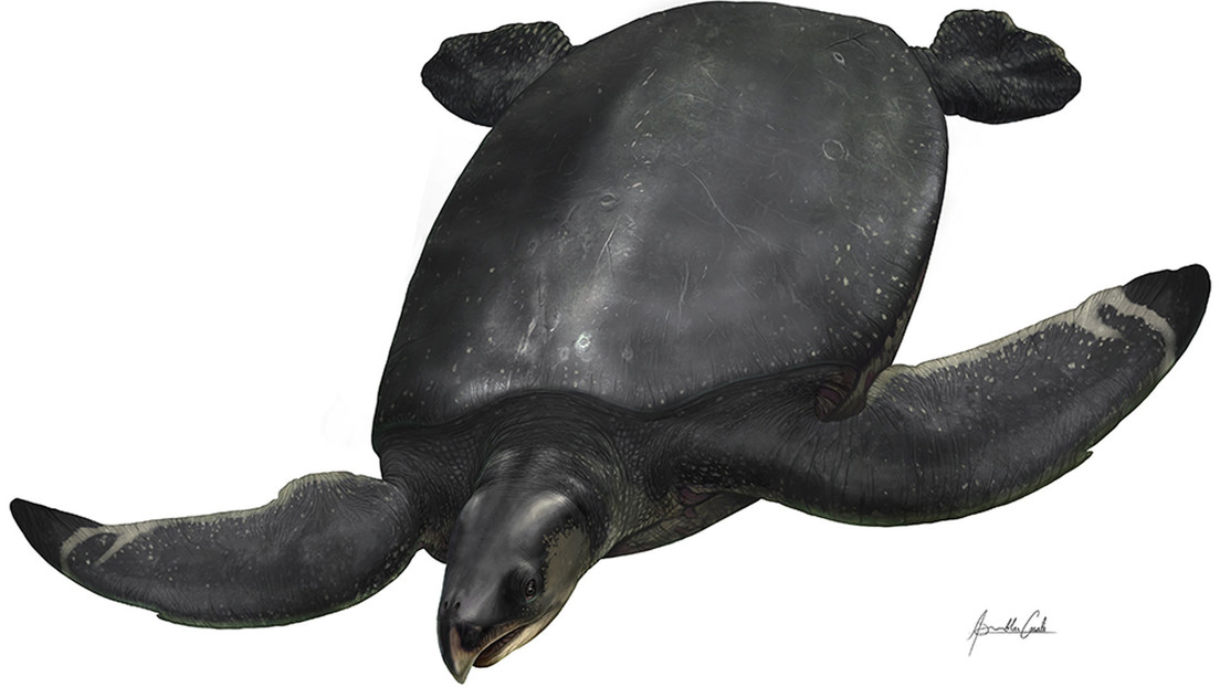 Spagna: scoperta la più grande tartaruga marina d’Europa