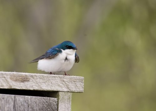 Gli uccelli migratori del Nord America sono diventati più piccoli, rispetto a 40 anni fa. La colpa è del cambiamento climatico