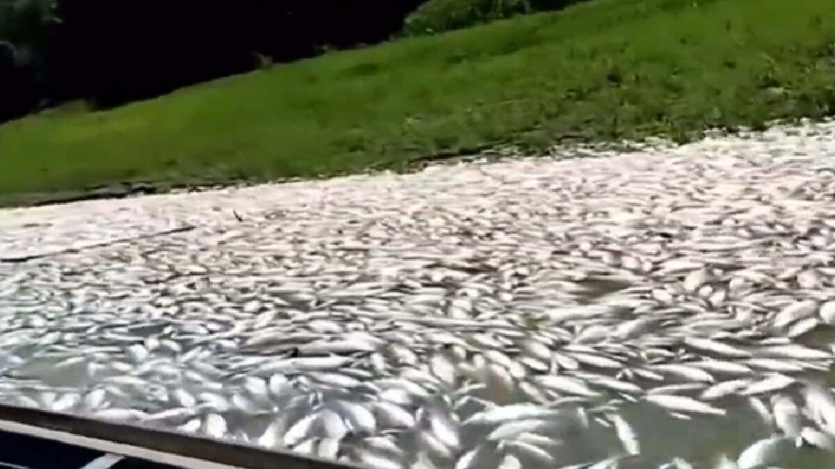Migliaia di pesci trovati morti in un lago brasiliano. VIDEO