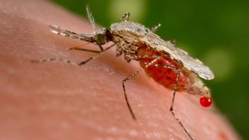 zanzara Anopheles stephensi-malaria