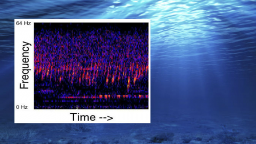 Un misterioso suono nell’Oceano Pacifico ha sconcertato gli scienziati. VIDEO