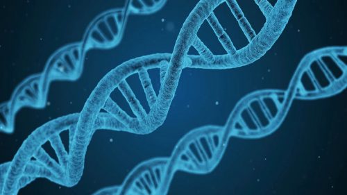La comparsa di nuovi geni nel DNA indica che ci stiamo evolvendo