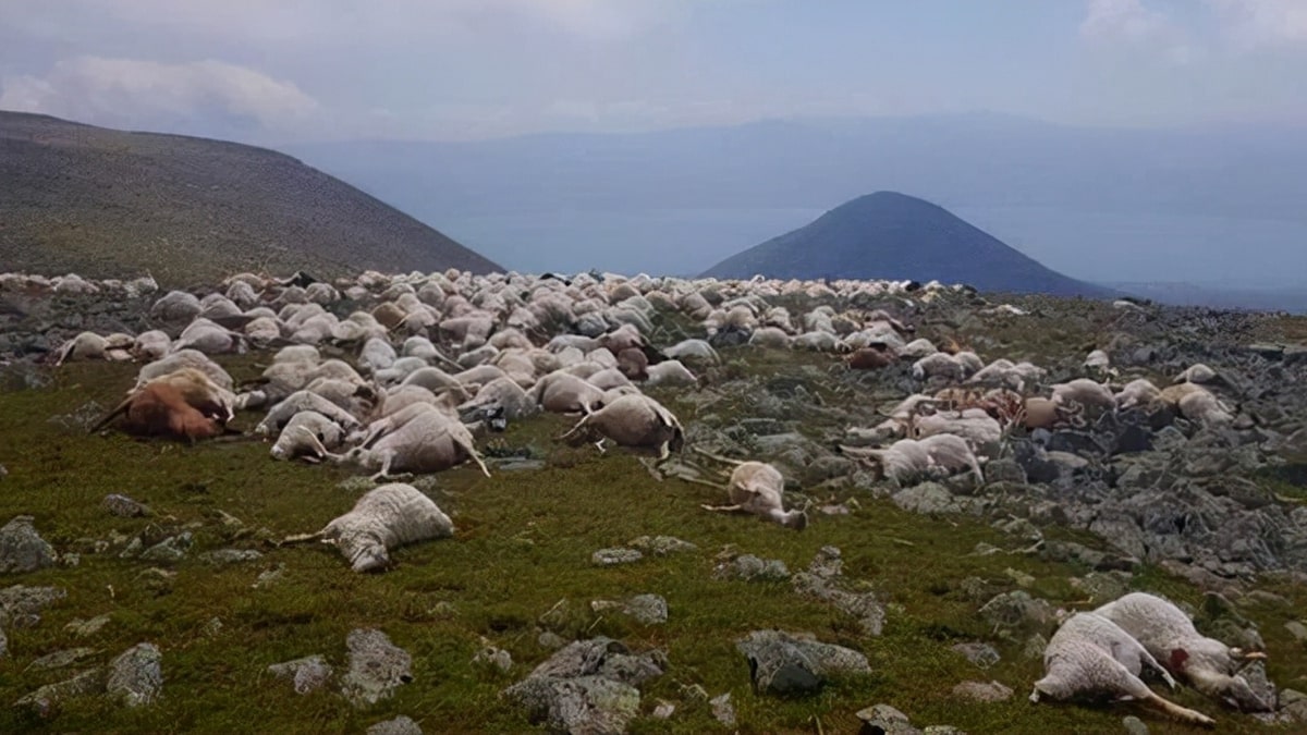 USA: misteriosa malattia uccide centinaia di pecore