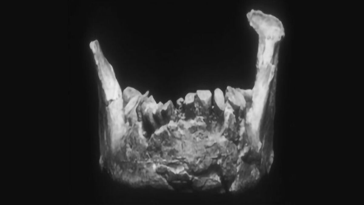 Questa mascella potrebbe essere la più antica scoperta in Europa o qualcosa di più strano