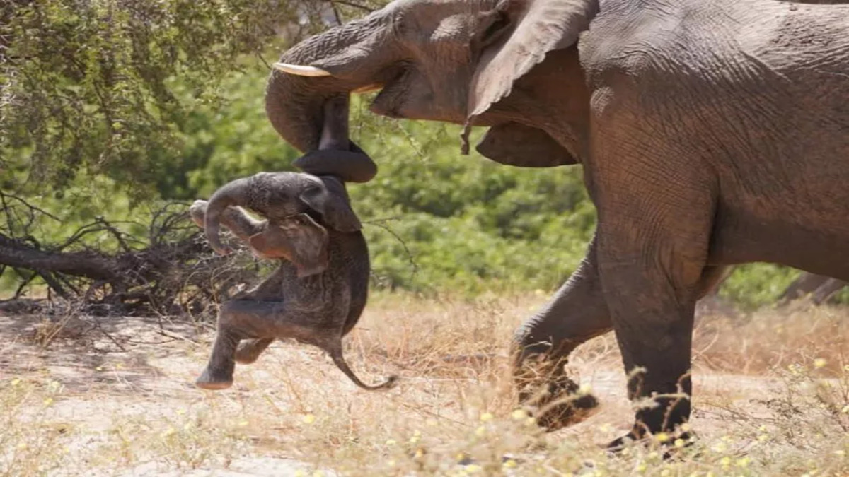 Immagini strazianti mostrano mamma elefante trasportare il cucciolo senza vita da giorni