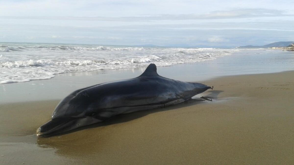 I delfini trovati spiaggiati mostrano segni di malattia di Alzheimer