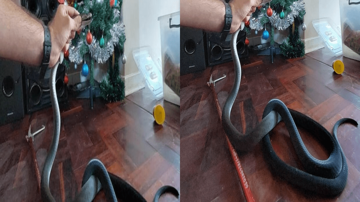 Sudafrica: serpente velenosissimo sbuca dall’albero di Natale