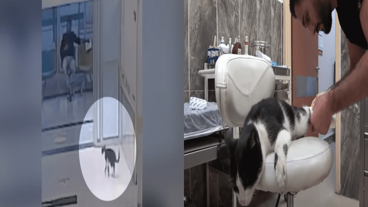 Turchia: gatto ferito ad una zampa entra in ospedale per cercare aiuto. VIDEO