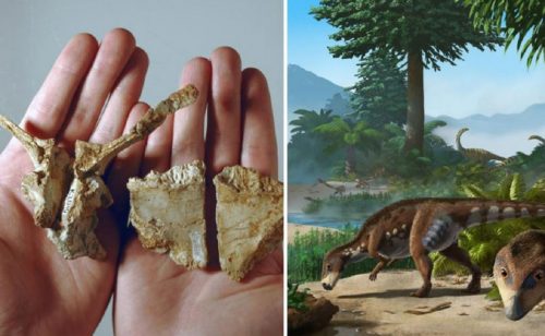 Scoperto e identificato un nuovo dinosauro in Transilvania: lo storico annuncio
