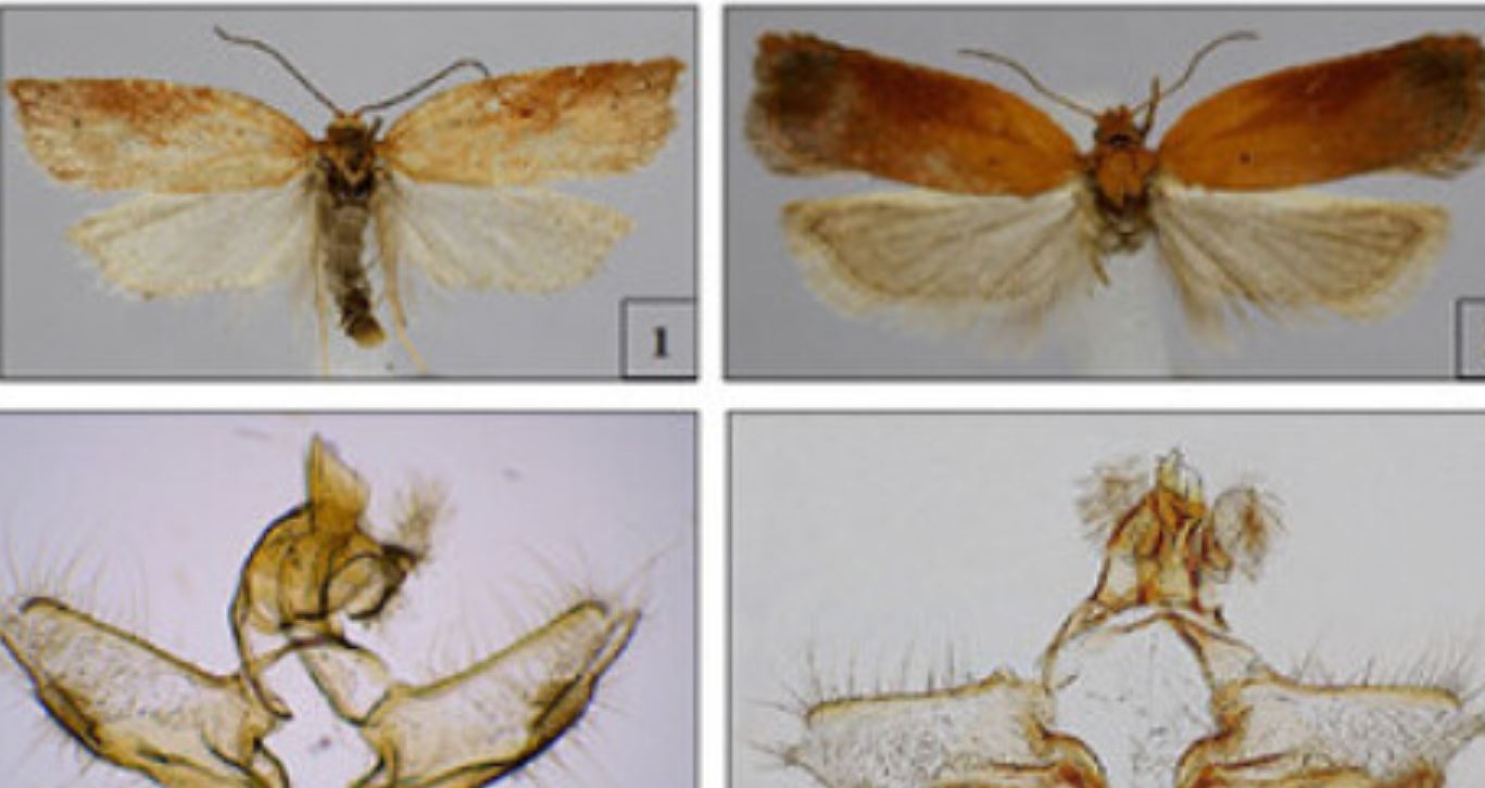 Scoperto un insetto mai visto in Italia: i dettagli della nuova specie
