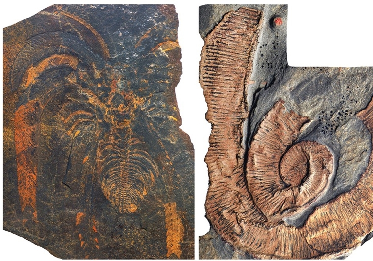 Giganteschi gamberi hanno ‘dominato’ il mare 470 milioni di anni fa