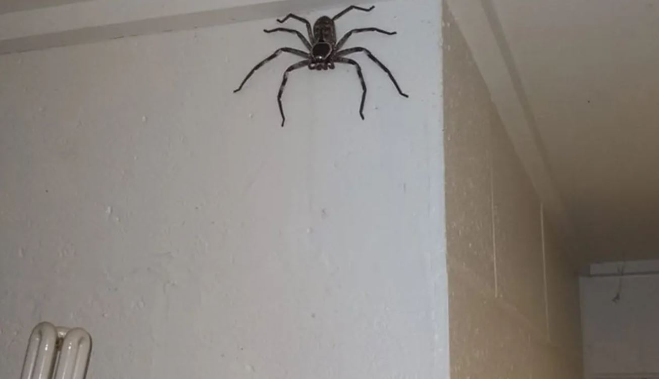 Vive con in casa un ragno della dimensioni di una testa per un anno