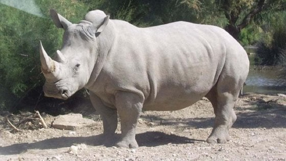 Rinoceronte bianco in estinzione: gli ultimi due esemplari femmina sorvegliate 24 ore su 24 dalle guardie militari