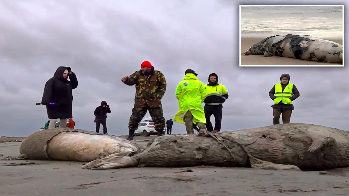 Russia: migliaia di foche in via d’estinzione trovate morte misteriosamente
