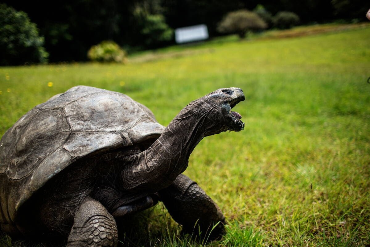 Jonathan, la tartaruga gigante più vecchia del mondo spegne 190 candeline [VIDEO]