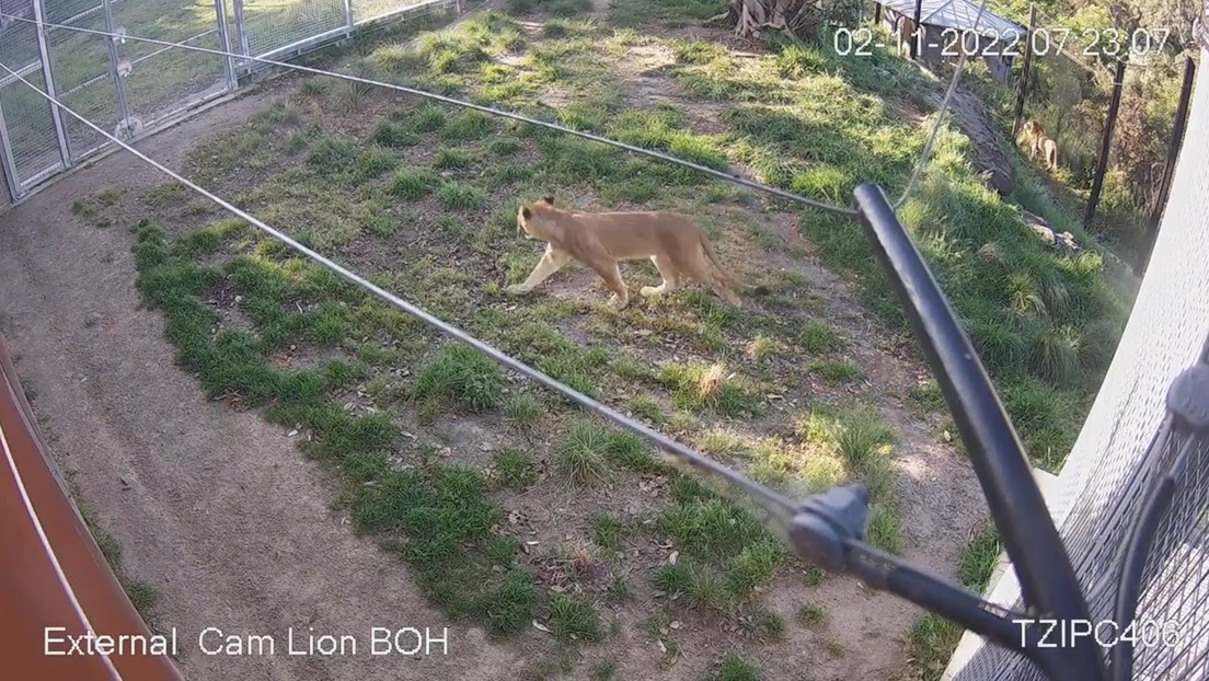 Cinque leoni scappano da uno zoo: paura in Australia. Il video