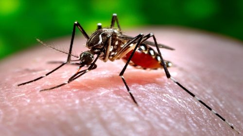 Scoperte zanzare altamente resistenti agli insetticidi