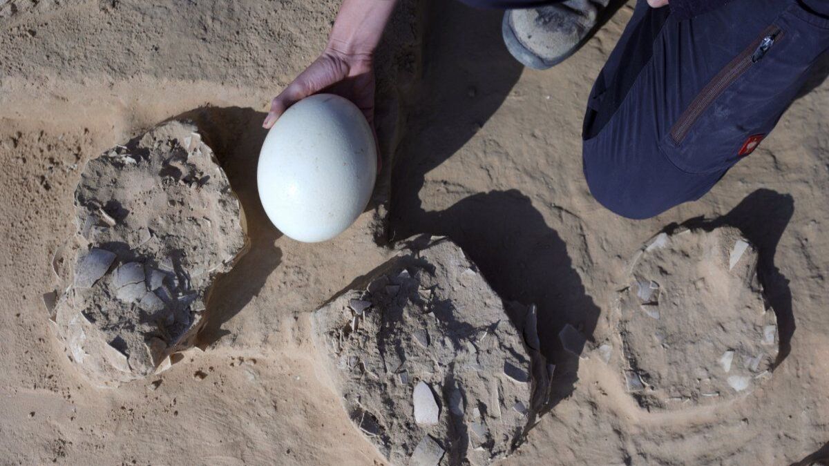 Israele: scoperte uova di struzzo risalenti a 4.000 anni fa