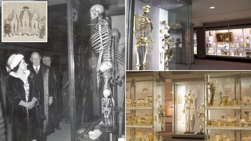 Lo scheletro del “gigante” Irlandese non potrà più essere esposto