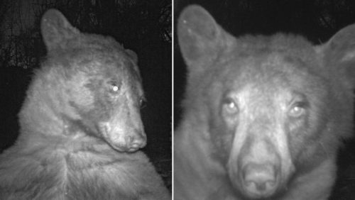 Un orso curioso scopre una fototrappola e scatta 400 selfie