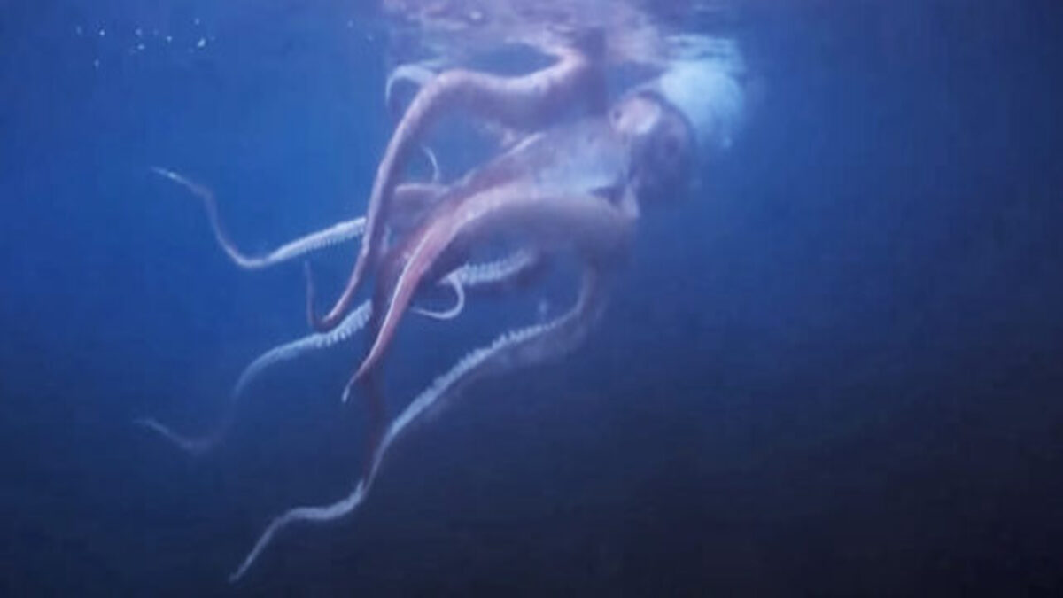 ScreencapOfGiantSquidFilmedOffJapanCoast-642x260-1-1.jpg