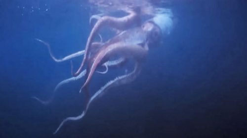 Giappone: sommozzatori faccia a faccia con un calamaro gigante. VIDEO