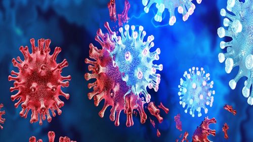 Un organismo che si nutre solo di virus è stato scoperto per la prima volta in assoluto