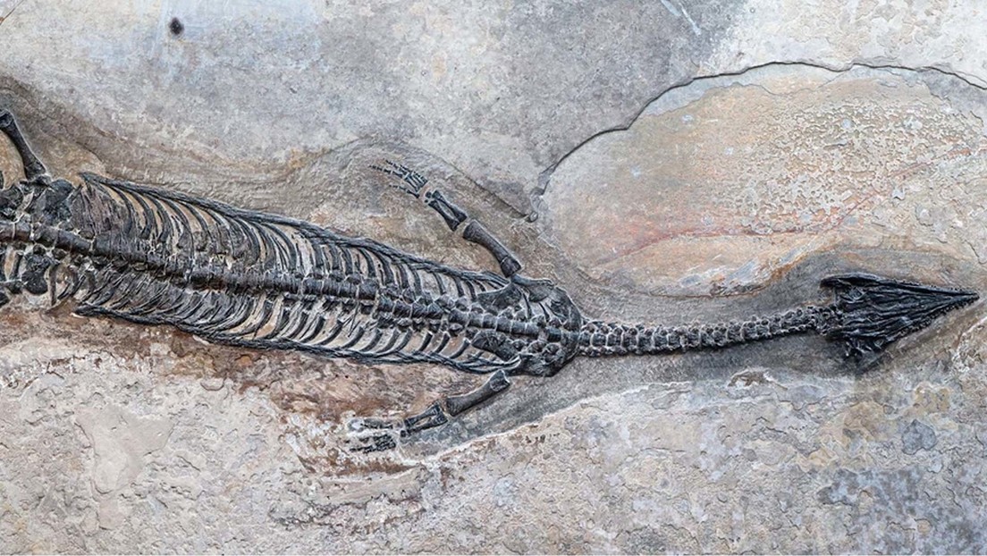 Scoperta creatura marina sconosciuta che visse 244 milioni di anni fa